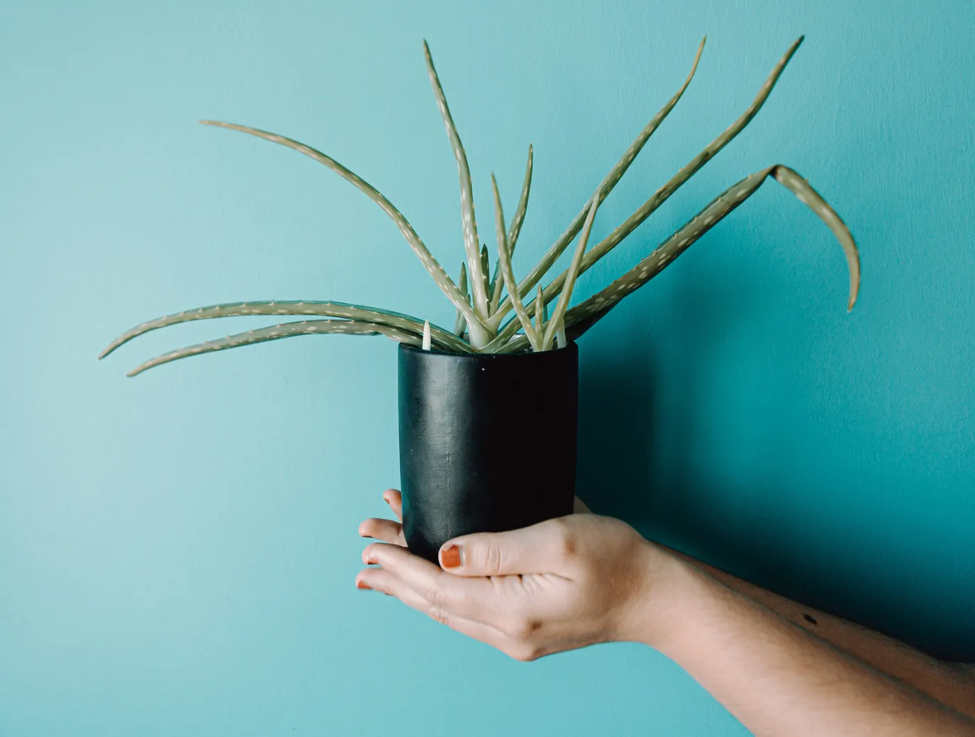 Aloe vera en maceta negra