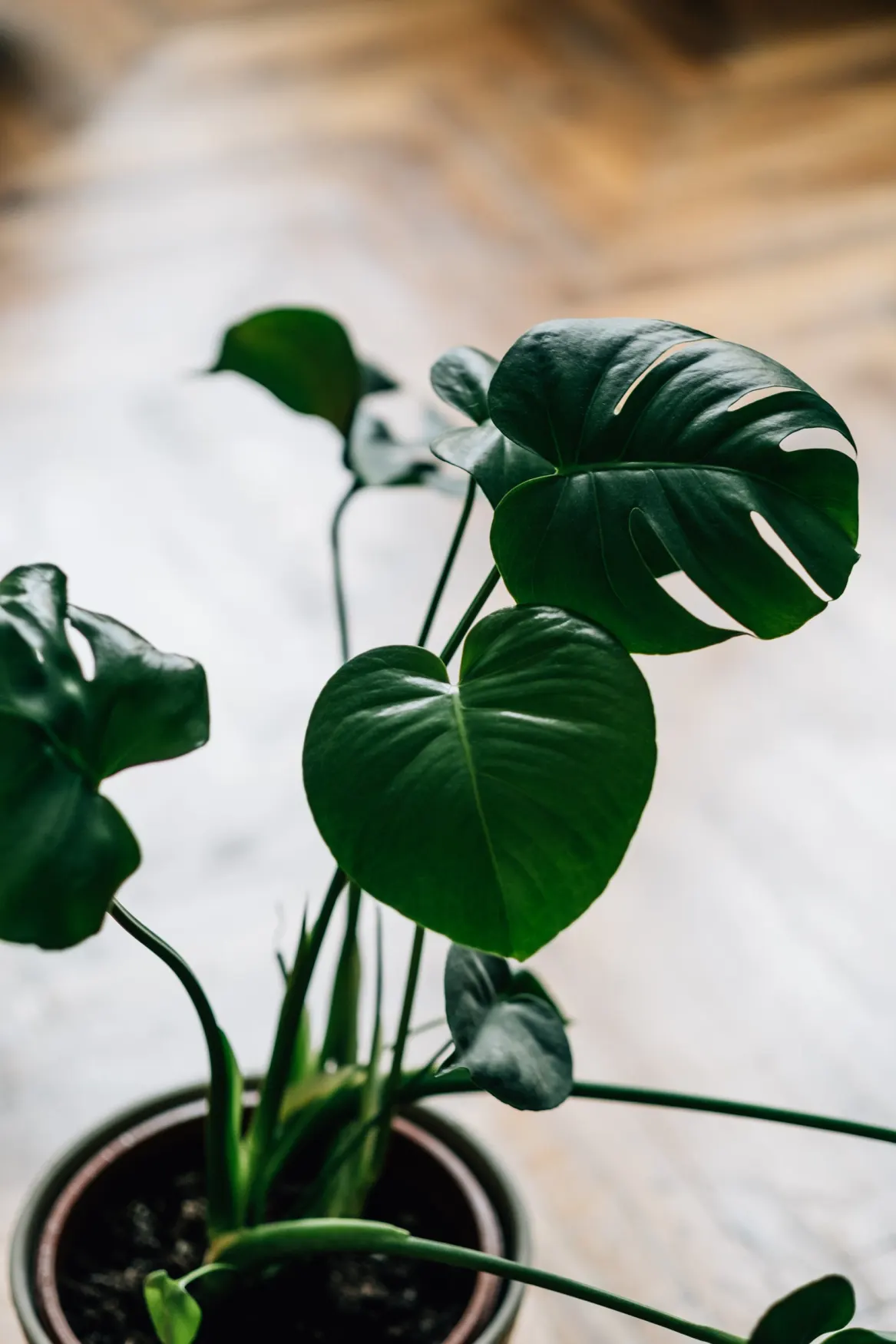 Monstera de interior